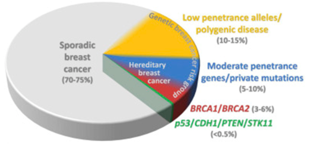 Figure 2.Schematic distribution of breast cancer according to genetic risk. High-risk breast cancer patients recruit from a genetic breast cancer risk group in which the probability of breast cancer development gradually increases from the group of low penetrance alleles to the group of high penetrance genes (BRCA1, BRCA2, p53, CDH1, PTEN, STK11). The percentages are only approximate because the categories overlap, some borders are arbitrary, there are still uncharacterized genes/alleles in given categories, and the proportions of particular categories in the hereditary breast cancer risk group may vary in particular populations.